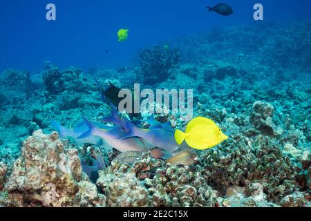 Coalition de chasse de goatfish bleu, de crics de thon rouge et d'anguille de moray de whitemouth; le tang jaune nagre au-delà; Kona, Hawaii Banque D'Images