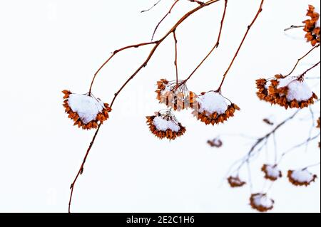 Des branches de brousse brunes sèches avec des graines dans la neige en gros plan. Naturel plante hiver fond, abstrait, couleurs neutres, minimaliste Banque D'Images