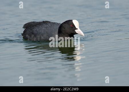 Adulte Craot, Fulica atra, réservoir de Farmoor, Oxfordshire, 30 avril 2019. Banque D'Images