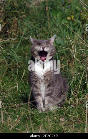 Chat à œil dans le jardin Banque D'Images