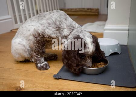 Chiot d'épagneul de champ mangeant de son bol Banque D'Images