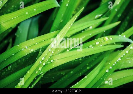 la rosée s'abaisse sur l'herbe en gros plan. magnifique fond vert nature. concept de fraîcheur printanière Banque D'Images