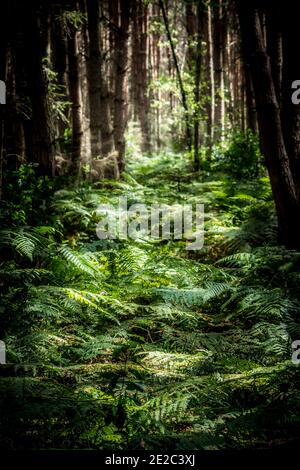 Belle vue de diverses plantes qui poussent dans la forêt sombre un jour de printemps Banque D'Images