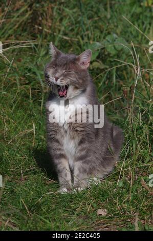 Chat à œil dans le jardin Banque D'Images