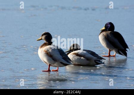 Drake Mallard, Anas platyrhynchos, canards se tenant sur l'eau gelée pendant une période d'hiver à la réserve de lits de retraite de Batcham de BBOWT, Berkshire Banque D'Images