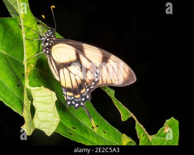 Papillon à queue d'aronde (famille des Papilionidae) Reposant sur une feuille de forêt tropicale dans l'Amazonie équatorienne Banque D'Images