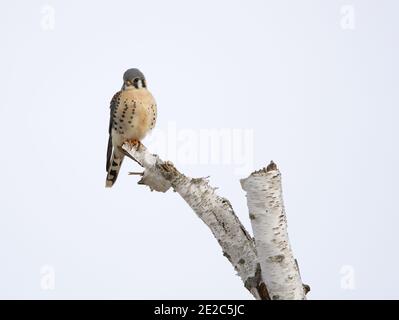 Un Kestrel américain (Falco sparverius) se trouve sur une branche de bouleau Banque D'Images
