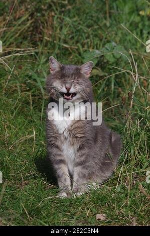 Chat à œil dans le jardin Banque D'Images