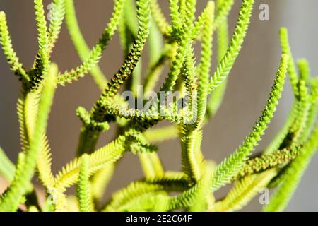 Haut en couleur Crassula Muscosa plante pot sous le soleil en hiver Banque D'Images