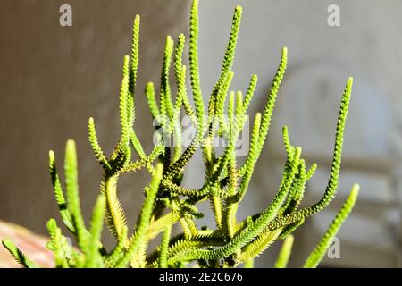 Haut en couleur Crassula Muscosa plante pot sous le soleil en hiver Banque D'Images