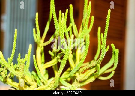 Haut en couleur Crassula Muscosa plante pot sous le soleil en hiver Banque D'Images