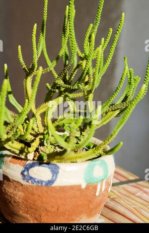 Haut en couleur Crassula Muscosa plante pot sous le soleil en hiver Banque D'Images