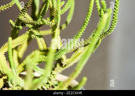 Haut en couleur Crassula Muscosa plante pot sous le soleil en hiver Banque D'Images