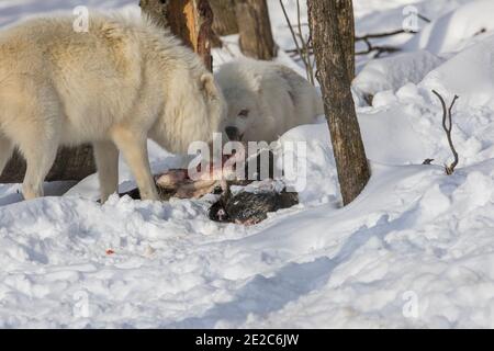 les loups de l'arctique se nourrissent Banque D'Images