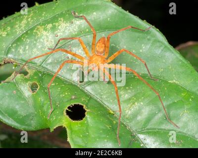 Araignée errante mâle (famille des Ctenidae) avec de longs pedipalps dans le sous-étage de la forêt tropicale, Équateur. Banque D'Images