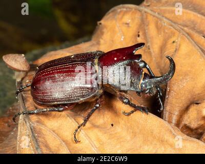 Rhinocéros Beetle (Megastoma sp.) sur le sol de la forêt tropicale dans l'Amazonie équatorienne. Banque D'Images