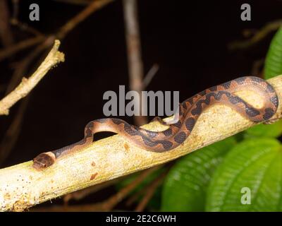 Serpent à œil de chat (Leptodeira annulata) Dans la forêt tropicale de l'Amazonie équatorienne Banque D'Images