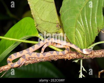 Serpent à œil de chat (Leptodeira annulata) Dans la forêt tropicale de l'Amazonie équatorienne Banque D'Images