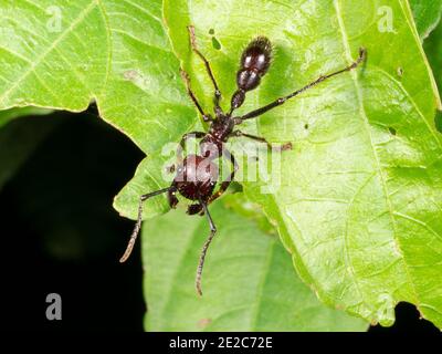 Bullet Ant ou Conga Paraponera clavata (Ant), l'une des plus grandes fourmis. A une très piqûre douloureuse. Banque D'Images