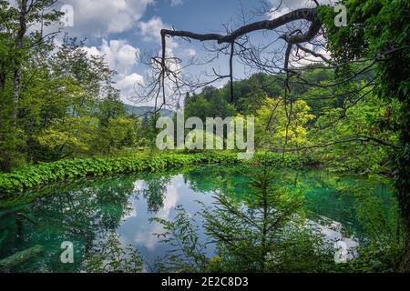 Plantes aquatiques et arbres entourant le petit étang turquoise. Forêt verdoyante dans le parc national des lacs de Plitvice patrimoine mondial de l'UNESCO Croatie
