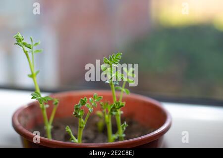 Pousses de pois chiches dans un pot. Plantes en pleine croissance à la maison. Banque D'Images