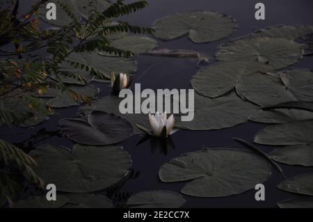 Des fleurs de lotus dans l'étang Banque D'Images