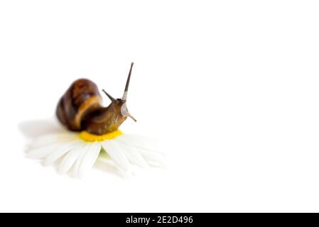 Escargot sur une fleur.Amomille isoler sur blanc. Concept spa, nature naturelle. Banque D'Images