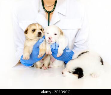 Un chiot mignon sur les mains d'un vétérinaire. Trois chiots blancs mouchetés.entretien pour un animal de compagnie. Petit chien rouge sur fond blanc. Banque D'Images