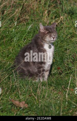 Chat à œil dans le jardin Banque D'Images