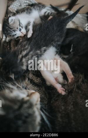 Belle photo d'un chat endormi avec son nouveau-né chats de bébé dans une boîte Banque D'Images