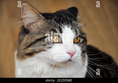 Kouriles Bobtail race de chat a l'air. Portrait d'une belle fluffy cat close-up. Banque D'Images