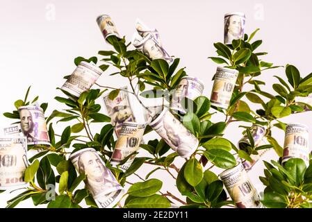 Un arbre avec des billets de dollars accrochés de ses branches, concept de l'argent facile. Banque D'Images