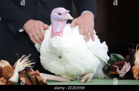 LE président AMÉRICAIN Barack Obama pardon de la « liberté » à la Turquie de l'action de grâce nationale lors d'une cérémonie dans le Portique nord de la Maison Blanche à Washington, D.C., aux États-Unis, le 23 novembre 2011. Le Président est accompagné de ses filles Sasha et Malia et Richard Huisinga Willmar Poultry Company. Photo par Olivier Douliery/ABACAPRESS.COM Banque D'Images