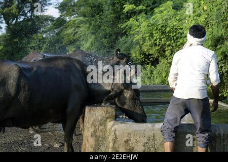 Agriculteur regardant les vaches noires avec des cornes tranchantes buvant eau des conteneurs de la ferme Banque D'Images