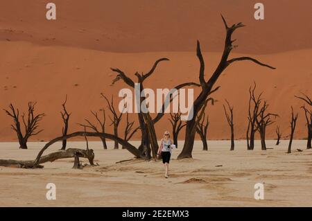 Dunes de sable de Sossusvlei et arbre Camelthorn (Acacia erioloba).Sossuvlei est situé à côté du Sesriem Canyon, dans le parc Namib Naukluft. Les dunes s'élèvent à plus de 375 mètres au-dessus de la rivière Tsauchab qui coule d'est en ouest pour mourir dans le désert à quelques kilomètres de l'océan Atlantique. Ils sont parmi les dunes les plus hautes du monde. Ces dunes sont situées au sommet d'un ancien désert pétrifié qui forme une base de grès, Namibie, 2008. Dunes de sable de Sossulvlei et acacia à girafe(Acacia erioloba). Sossuvlei se trouve à côte du canyon de Sesriem, à l’interieur du parc de Namib Naukluft. Les dunes Banque D'Images