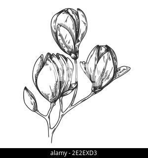Esquisse de fleurs. Magnolia isolé sur fond blanc. Illustration vectorielle Illustration de Vecteur