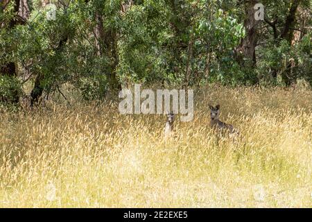 Deux kangourous gris dans une grande herbe jaune, Victoria, Australie Banque D'Images