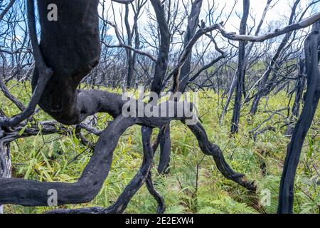 Branches noires brûlées d'arbustes côtiers avec une croissance verte fraîche en dessous. Cape Conran, Victoria, Australie Banque D'Images
