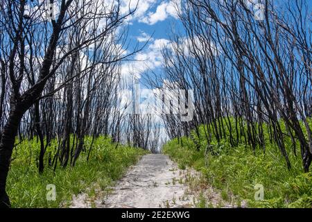 Chemin à travers le Bush brûlé le long de la côte à Cape Conran, Victoria, Australie Banque D'Images