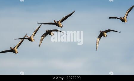 Grylag Geese, Grylag Goose, Anser anser en vol dans le ciel Banque D'Images