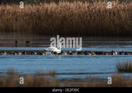 Mute Swan, Cygnus olor dans le matin lumière du soleil sur la rivière gelée Banque D'Images