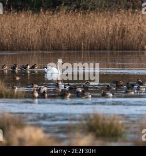 Mute Swan, Cygnus olor dans le matin lumière du soleil sur la rivière gelée Banque D'Images