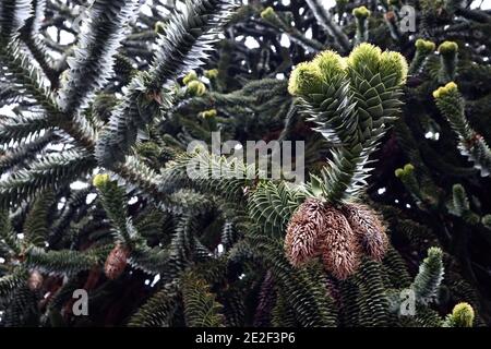 Araucaria araucana arbre de puzzle singe avec des cônes mâles, janvier, Angleterre, Royaume-Uni Banque D'Images