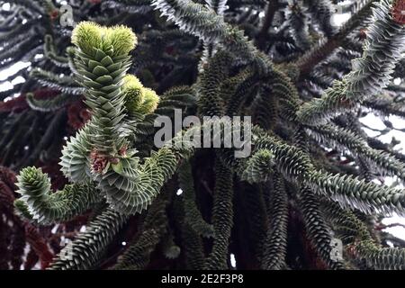 Araucaria araucana arbre de puzzle singe avec des cônes mâles, janvier, Angleterre, Royaume-Uni Banque D'Images