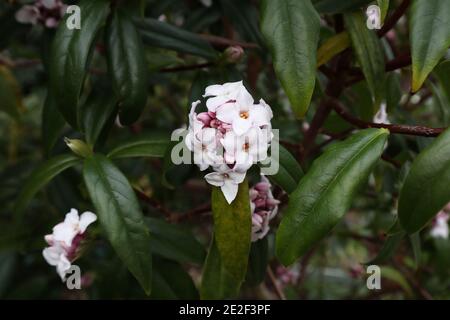 Daphne odora petits groupes de fleurs blanches très parfumées, janvier, Angleterre, Royaume-Uni Banque D'Images