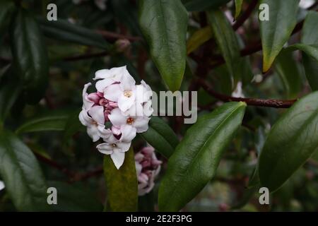 Daphne odora petits groupes de fleurs blanches très parfumées, janvier, Angleterre, Royaume-Uni Banque D'Images