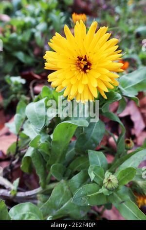 Calendula officinalis Pot marigold – fleurs jaunes ressemblant à une Marguerite ayant des propriétés médicinales, janvier, Angleterre, Royaume-Uni Banque D'Images