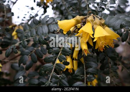 Sophora molloyi «l’or de Dragon» Kowhai – fleurs tubulaires jaunes et petites feuilles ovales, janvier, Angleterre, Royaume-Uni Banque D'Images