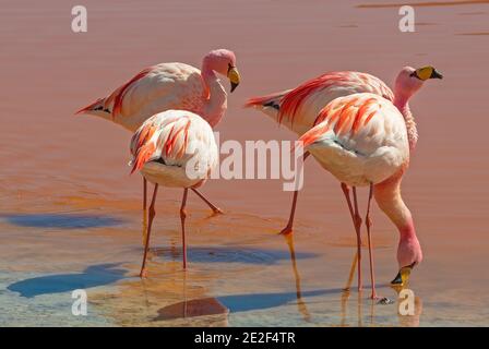 Quatre James Flamingo (Phoenicarrus jamesi) dans la Laguna Colorada, Uyuni, Bolivie. Banque D'Images