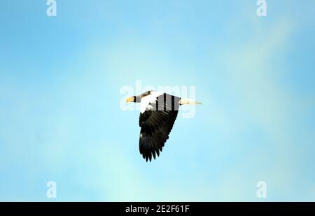 Un aigle de mer de Steller survolant la côte Hokkaido de la mer d'Okhotsk. Banque D'Images